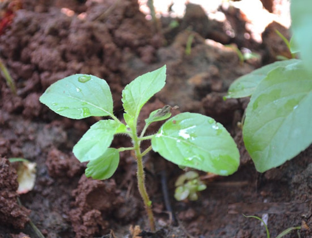 विष्णुको प्रतीक तुलसीको बिरुवा रोपेर हरिशयनी एकादशी मनाइँदै